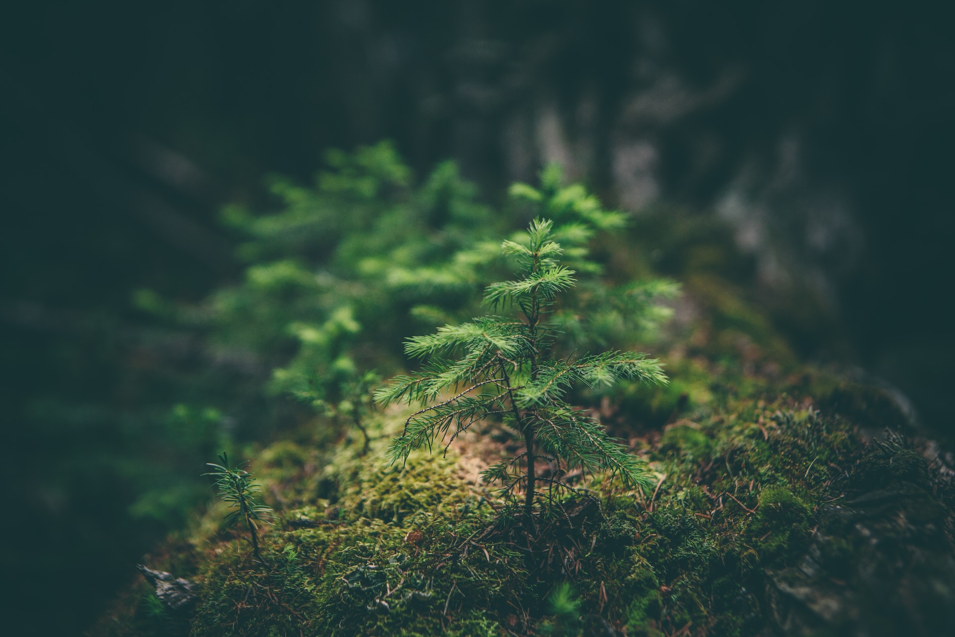 Saplings growing in a forest. The Forest app is a productivity app that allows you to work toward planting both virtual trees in your in-app forest, as well as having a meaningful impact by planting real trees.