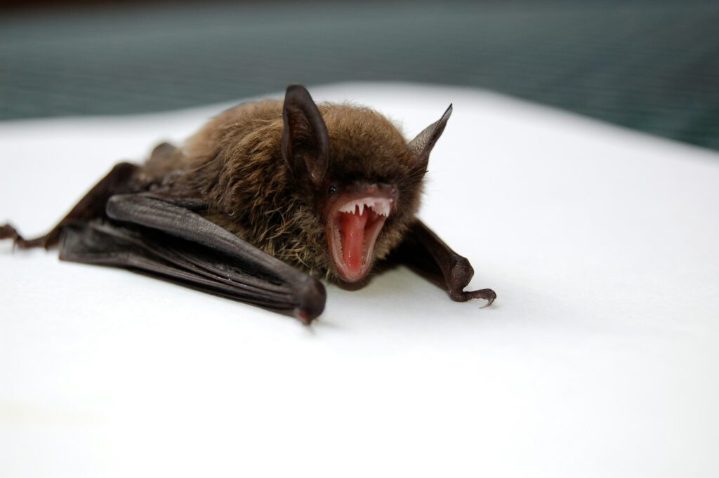 A bat with teeth exposed.