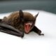 The dark history of bat supremacy