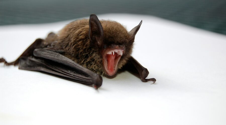 A bat with teeth exposed.
